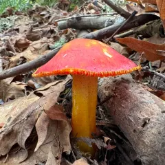 Cherry-Red Waxy Cap thumbnail 3