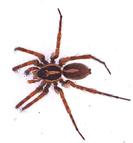 Treeline Wolf Spider