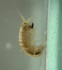 Northern Spring Amphipod thumbnail 4