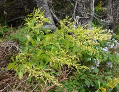 pitseed goosefoot thumbnail 2