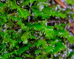Osmund Fissidens Moss thumbnail 4
