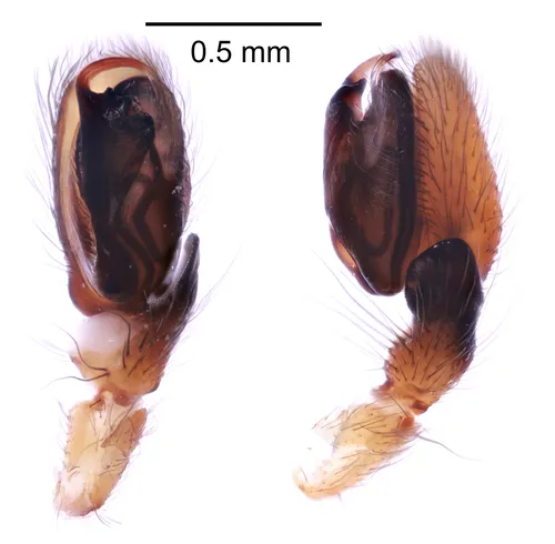 Clubiona trivialis