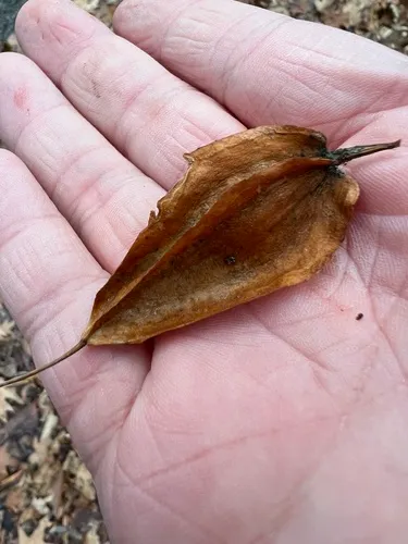 mountain silverbell
