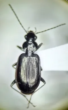 Agonum ferruginosum thumbnail 2
