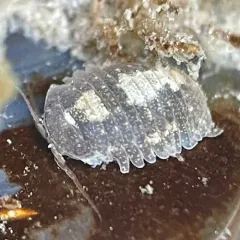 Oregon pillbug thumbnail 4