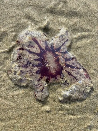 Purple-striped Sea Nettle