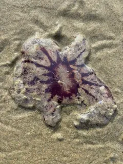 Purple-striped Sea Nettle thumbnail 1
