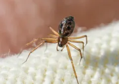 Common Ground-Weaver thumbnail 2