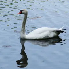 Mute Swan thumbnail 4