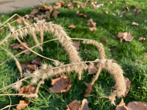 Oriental fountain grass