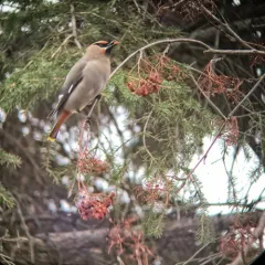 Bohemian Waxwing thumbnail 2