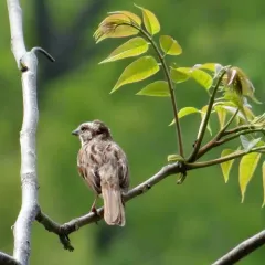 Song Sparrow thumbnail 5