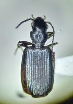 Apristus constrictus thumbnail 2
