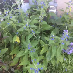 Green Alkanet thumbnail 3