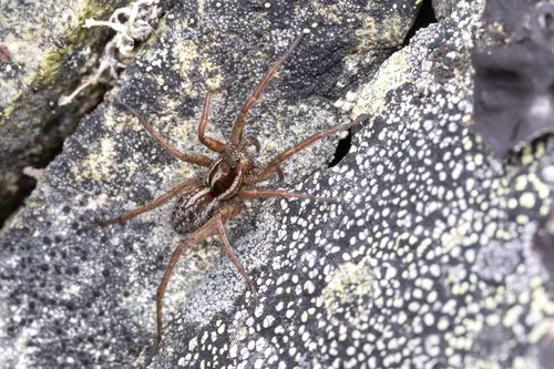 Labrador Thin-legged Wolf Spider