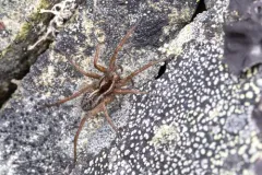 Labrador Thin-legged Wolf Spider thumbnail 1
