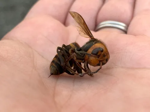 Asian Giant Hornet