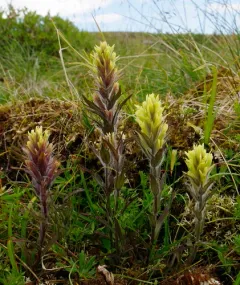 Northern Paintbrush thumbnail 2