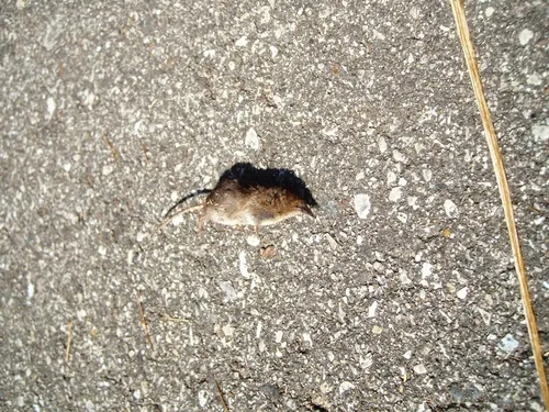 American Pygmy Shrew