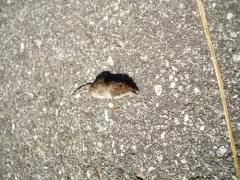 American Pygmy Shrew thumbnail 1