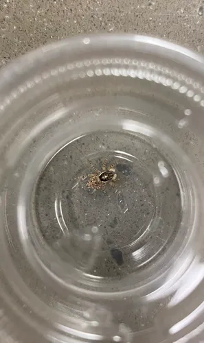 Half-edged Wall Jumping Spider