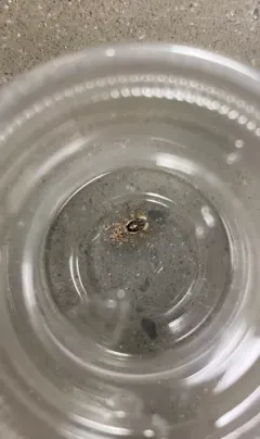 Half-edged Wall Jumping Spider thumbnail 1
