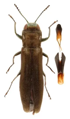 Bronze-fronted Locust Agrilus thumbnail 2