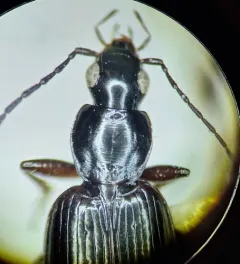 Agonum thoreyi thumbnail 4