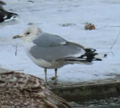 Common Gull thumbnail 3
