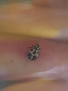 Sinuate Lady Beetle thumbnail 4