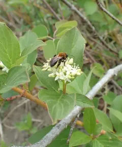 Lupine Miner Bee thumbnail 3