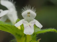 Common hemp-nettle thumbnail 5