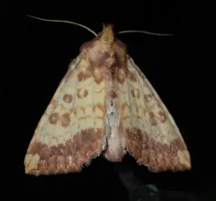 Wild Rye Borer Moth thumbnail 3