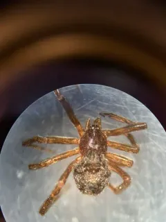 Steatoda hespera thumbnail 2