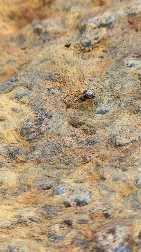 Agnyphantes arboreus