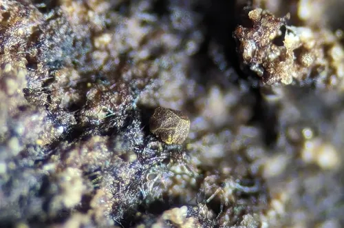 Licea castanea