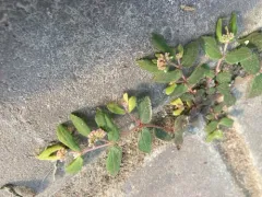 Florida Hammock Sandmat thumbnail 2