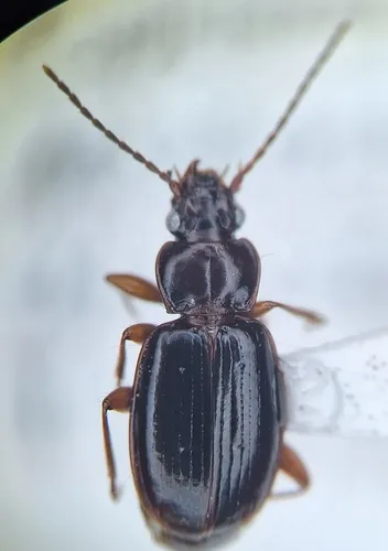 Trechus chalybeus