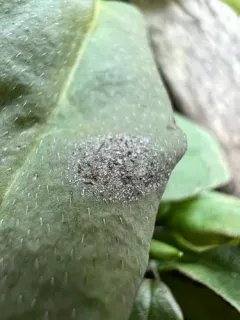 Golovinomyces asperifolii thumbnail 3