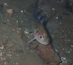 Pacific Tomcod thumbnail 3