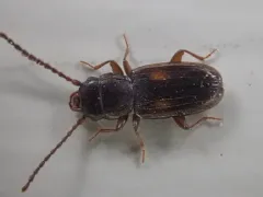 Two-spotted Flat Bark Beetle thumbnail 3