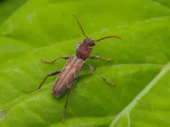 Gallmaking Maple Borer thumbnail 4