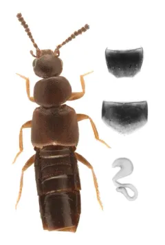 Atheta hampshirensis thumbnail 2