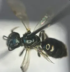 Michigan sweat bee thumbnail 2