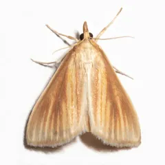 Streaked Orange Moth thumbnail 4