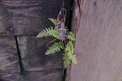 soft shield fern thumbnail 3