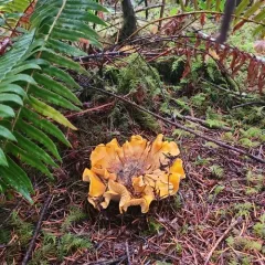 Cascade Chanterelle thumbnail 4