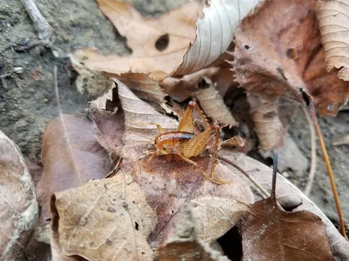 Uhler's Camel Cricket
