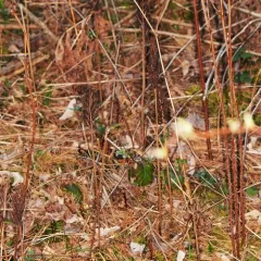 sensitive fern thumbnail 3