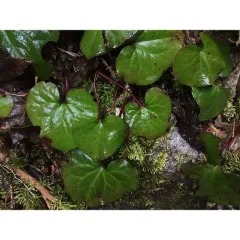 Western Wild Ginger thumbnail 3
